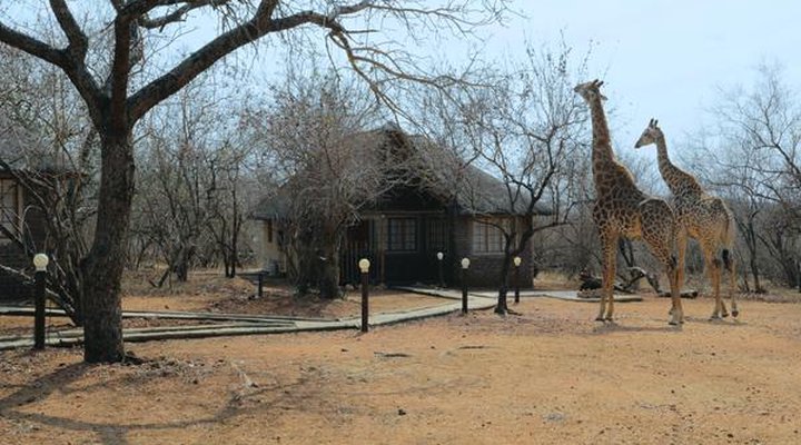 Tusk Bush Lodge & Photographic Safaris